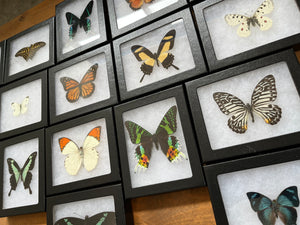 Framed Butterflies and Insects! Spread Specimens Riker Mount Frames - Little Caterpillar Art Little Caterpillar Art  