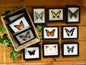 Framed Butterflies and Insects! Spread Specimens Riker Mount Frames - Little Caterpillar Art Little Caterpillar Art  