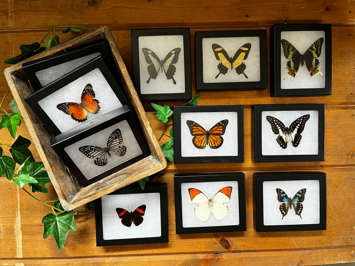 Framed Butterflies and Insects! Spread Specimens Riker Mount Frames ...