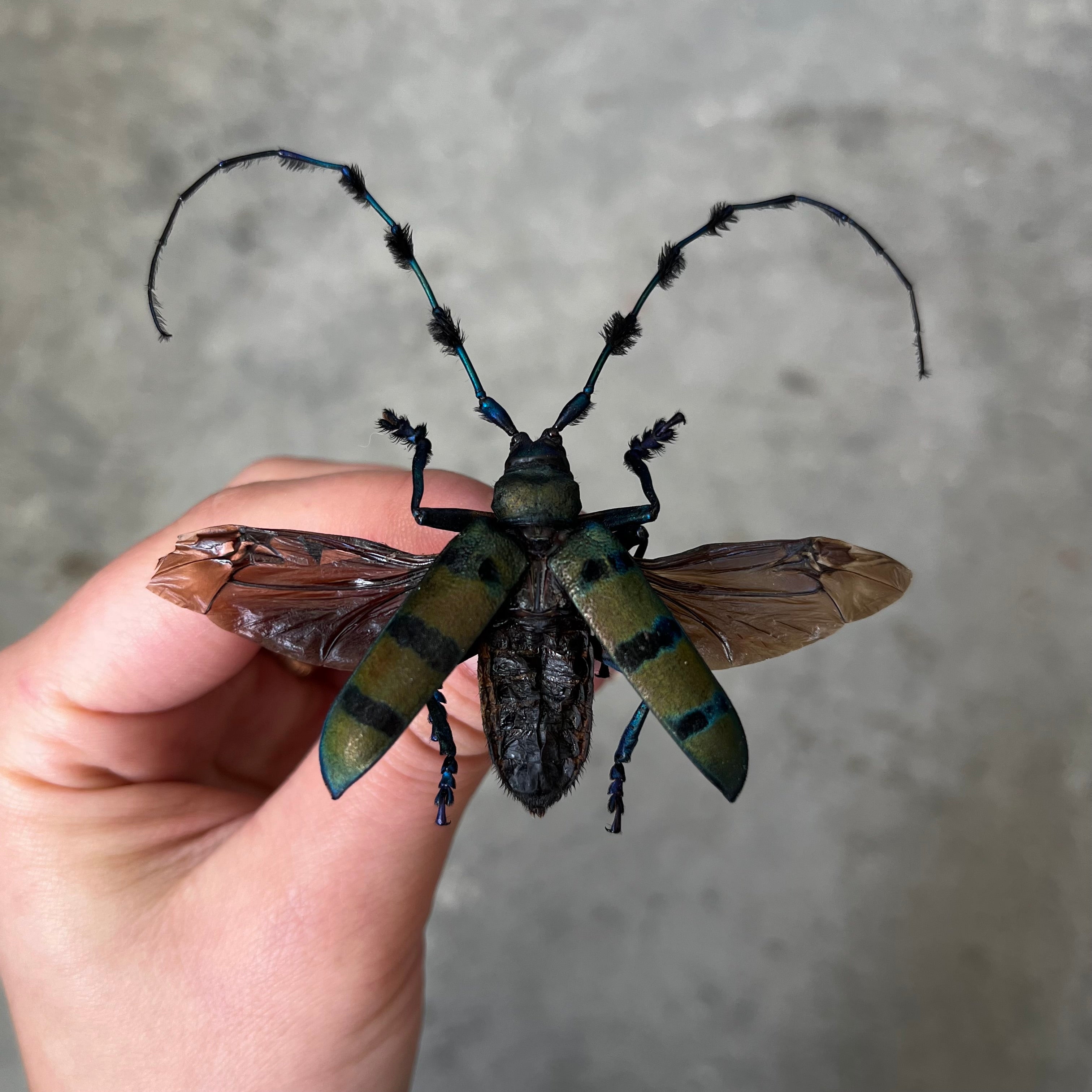 REAL Diastocera wallichi Longhorn Beetle, unmounted/unspread - Little Caterpillar Art Little Caterpillar Art  