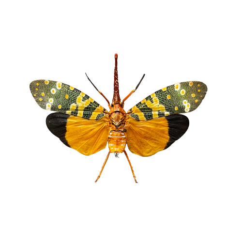 Orange Winged Lanternfly Pyrops candelaria - Little Caterpillar Art Little Caterpillar Art  