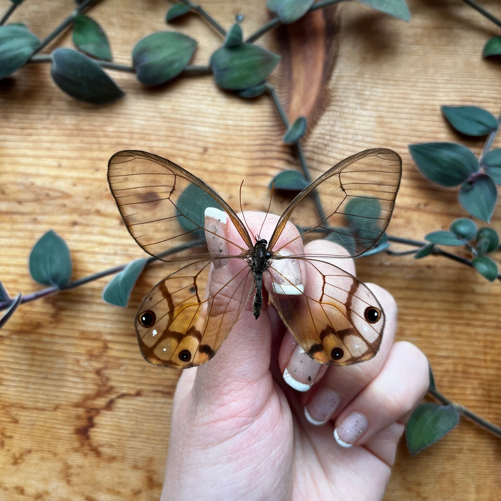 Spade Tip Entomology Tweezers – Little Caterpillar Art