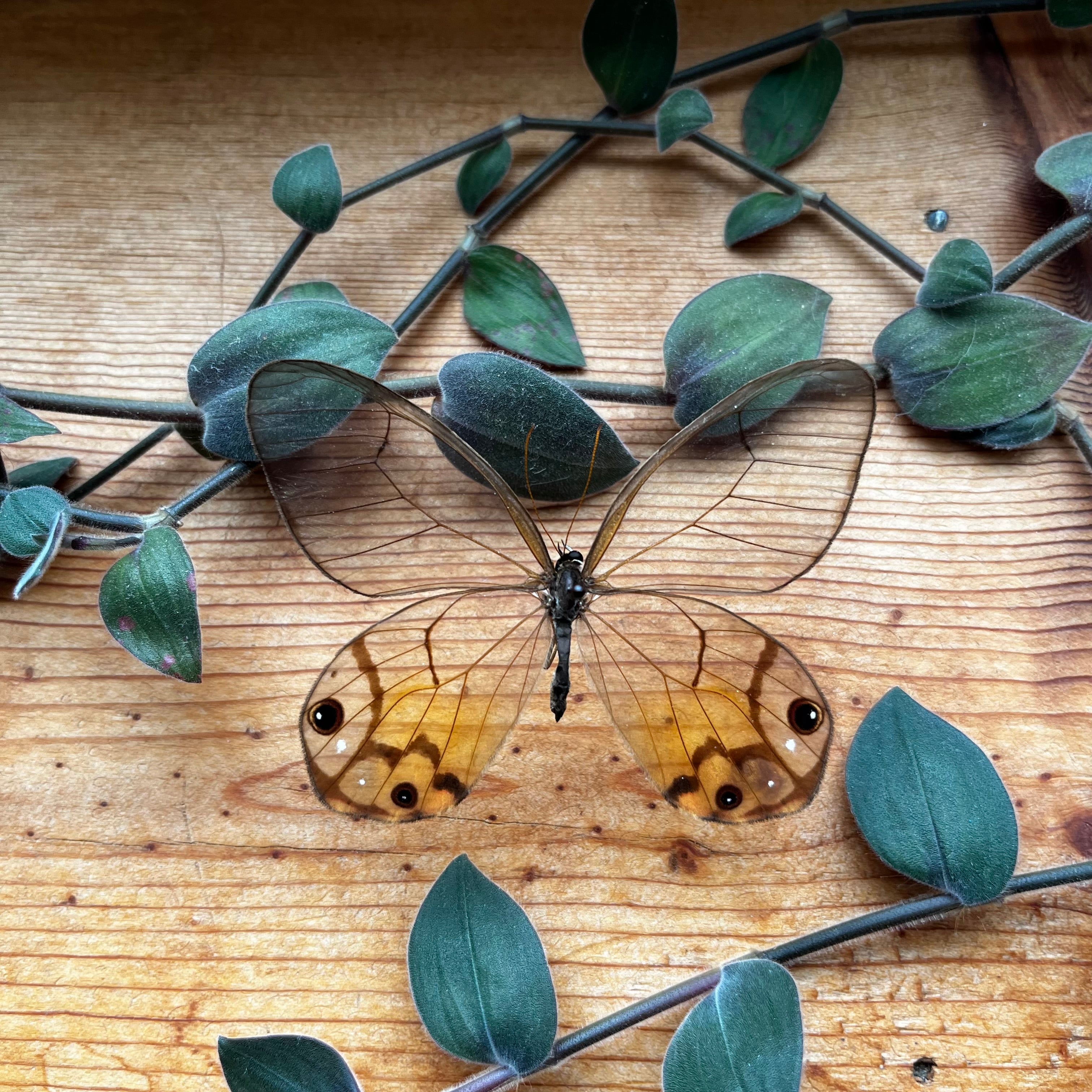 Amber Phantom Butterfly Haetera piera CLEAR WING BUTTERFLY - Little Caterpillar Art Little Caterpillar Art  