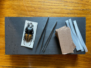 BIG Stag Beetle Odontolabis ludekingi Unspread - Little Caterpillar Art Little Caterpillar Art  