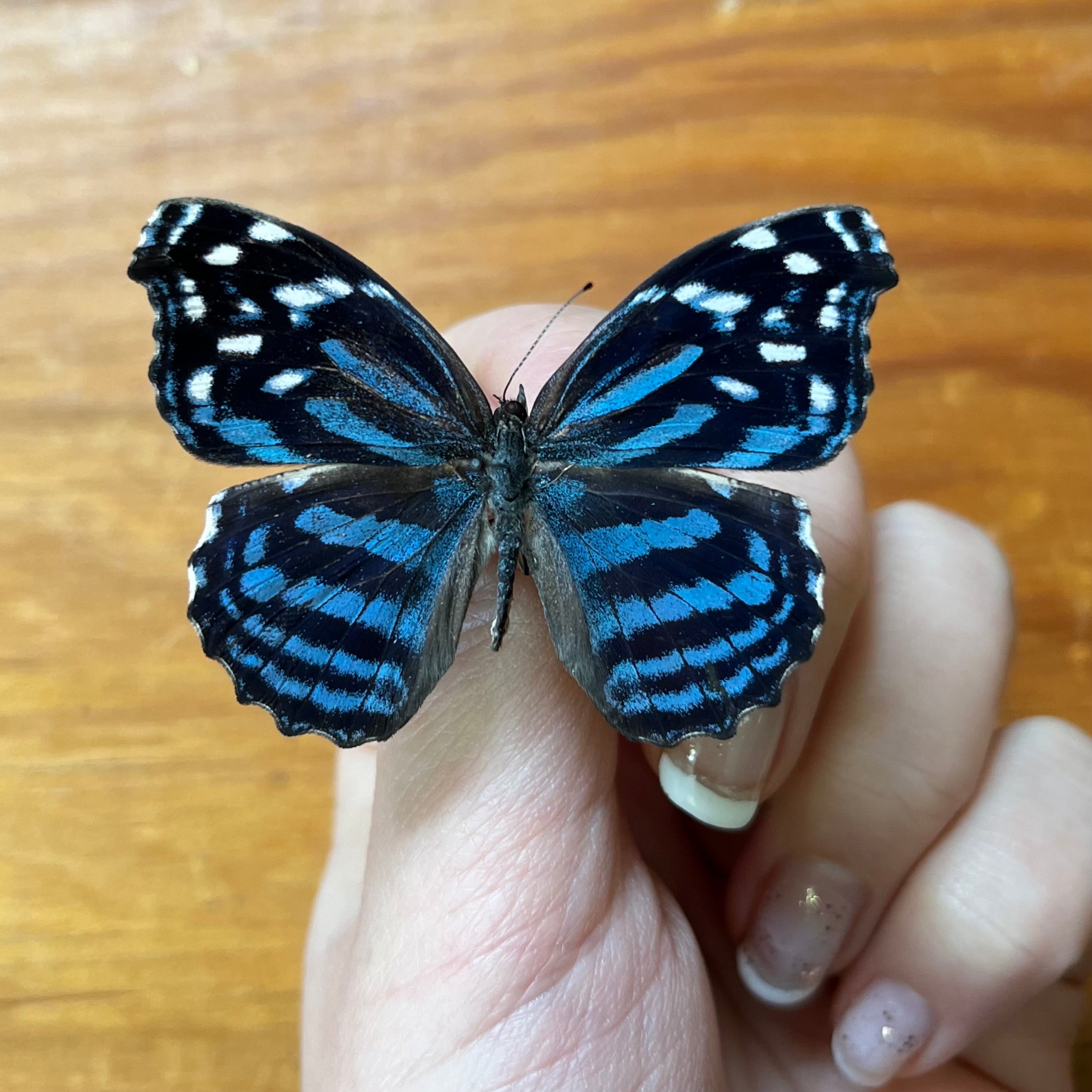 The Mexican Bluewing Butterfly Myscelia ethusa Unspread - Little Caterpillar Art Little Caterpillar Art  