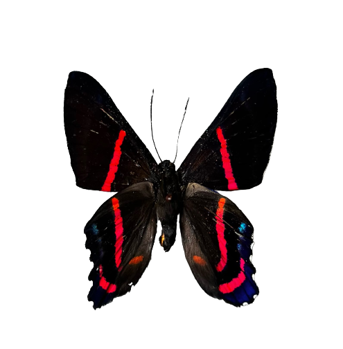 Meliboeus Swordtail Butterfly ‘Ancyluris meliboeus’ Unspread