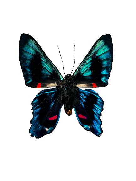 Meliboeus Swordtail Butterfly ‘Ancyluris meliboeus’ Unspread