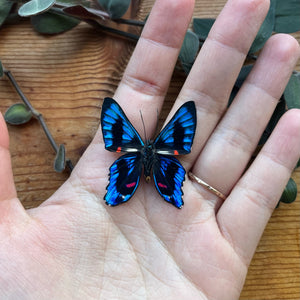 Meliboeus Swordtail Butterfly ‘Ancyluris meliboeus’ Unspread