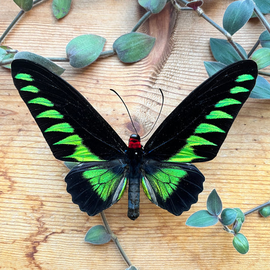 Rajah Brooke's Birdwing Buttterfly Trogonoptera brookiana albescens - Little Caterpillar Art Little Caterpillar Art  