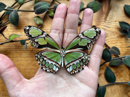 Dido Longwing Butterfly 'Philaethria dido' Unmounted