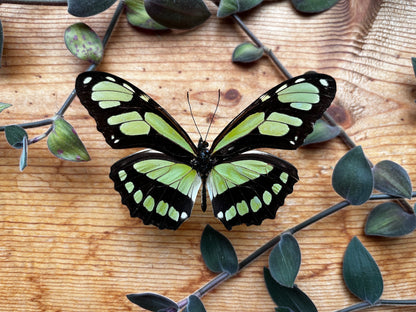 Dido Longwing Butterfly 'Philaethria dido' Unmounted