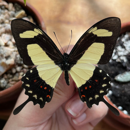 Papilio torquatus, Torquatus Swallowtail