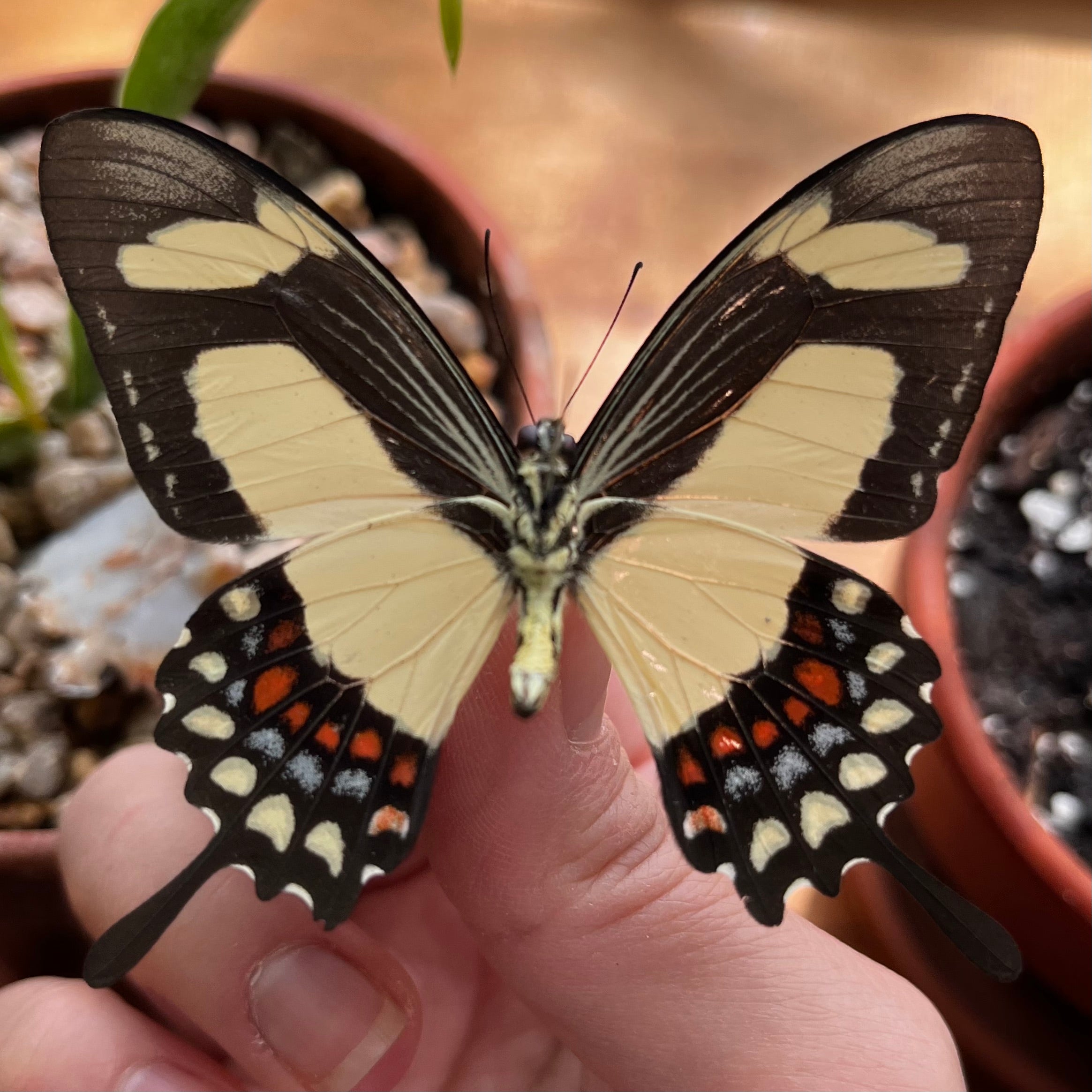 Papilio torquatus, Torquatus Swallowtail