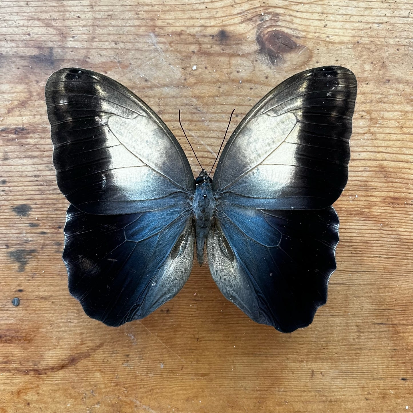 Caligo memnon 'OWL' Butterfly