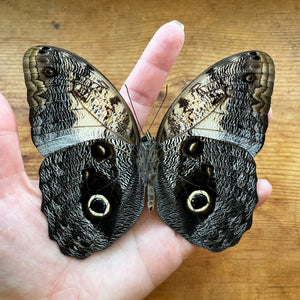Caligo memnon 'OWL' Butterfly