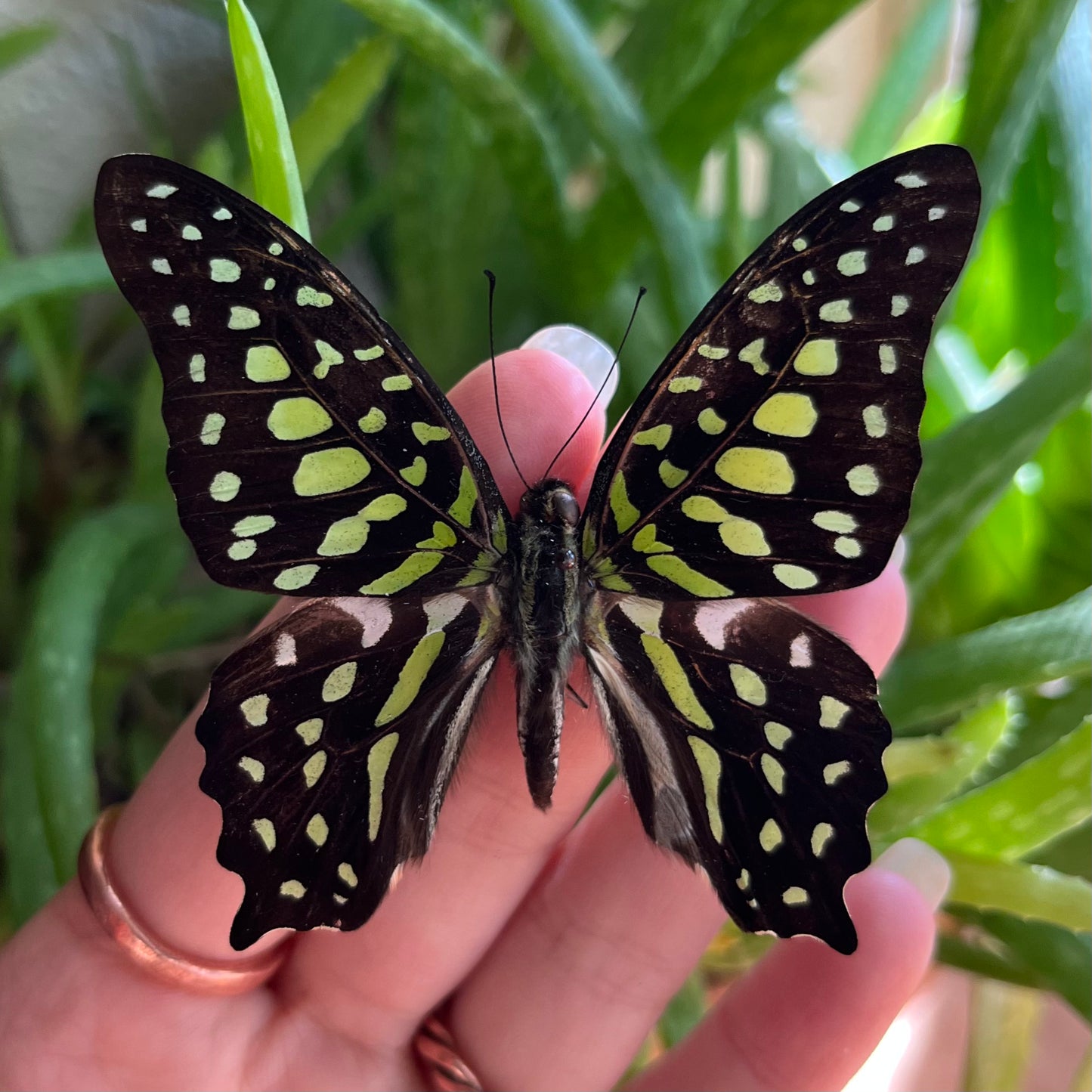 Graphium agamemnon, the Tailed Jay Butterfly