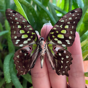 Graphium agamemnon, the Tailed Jay Butterfly