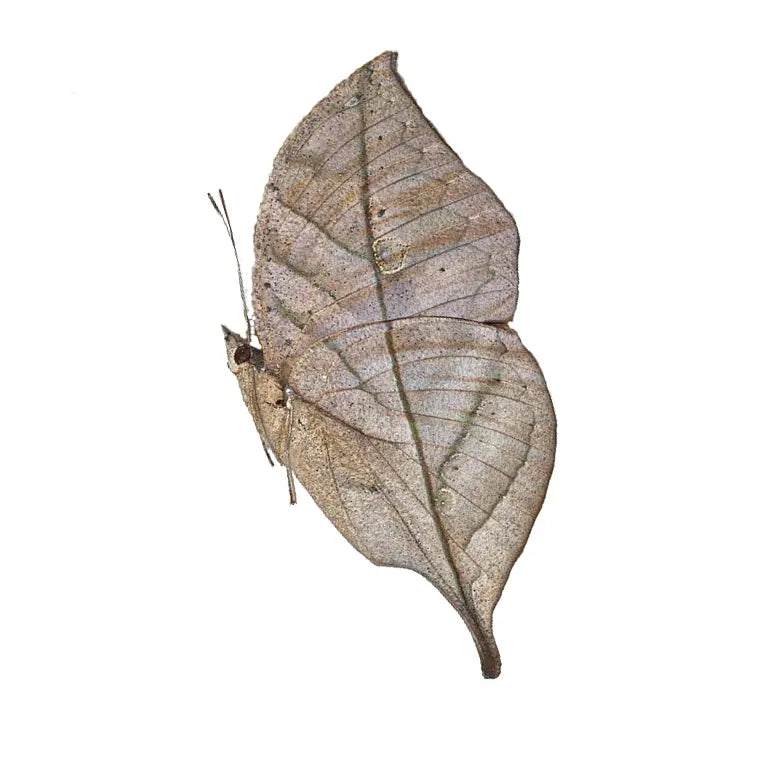 Kallima inachus, Dead Leaf Butterfly - Little Caterpillar Art Little Caterpillar Art Butterfly Specimens 