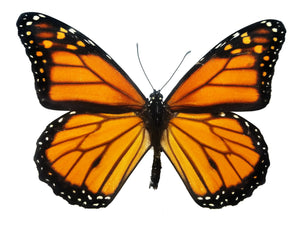 Monarch Butterfly, Danaus plexippus - Little Caterpillar Art Little Caterpillar Art Butterfly Specimens 