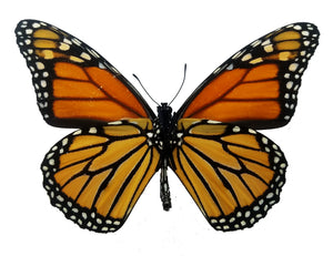 Monarch Butterfly, Danaus plexippus - Little Caterpillar Art Little Caterpillar Art Butterfly Specimens 