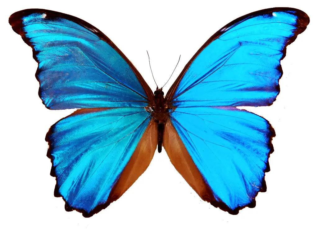 Morpho didius, HUGE Blue Morpho - Little Caterpillar Art Little Caterpillar Art Butterfly Specimens 