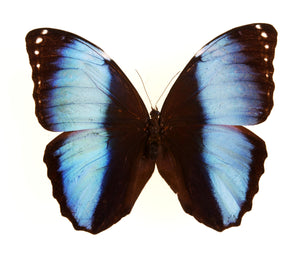 Morpho achilles, Blue-Banded Morpho - Little Caterpillar Art Little Caterpillar Art Butterfly Specimens 