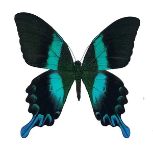 Papilio Blumei, Blue-Green Swallowtail - Little Caterpillar Art Little Caterpillar Art Butterfly Specimens 
