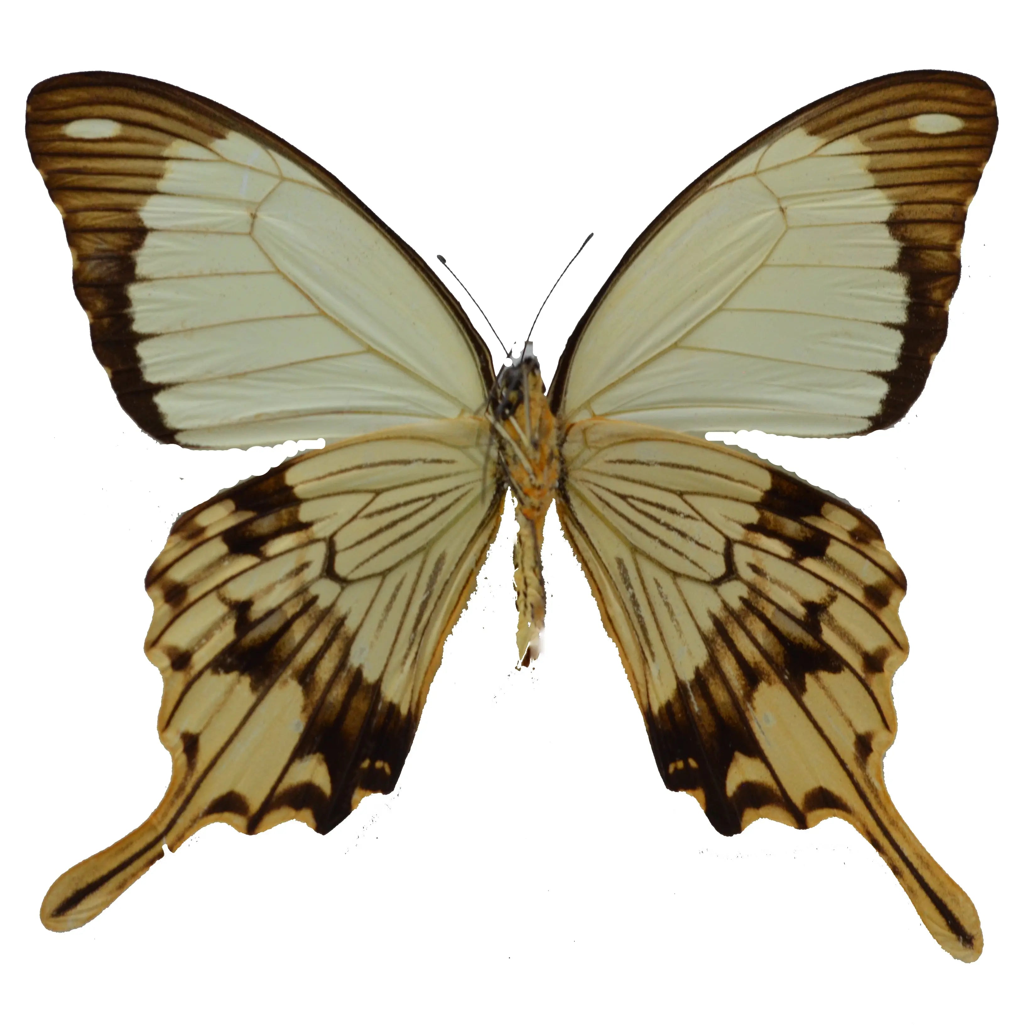 Papilio dardanus, FLYING HANDKERCHIEF BUTTERFLY - Little Caterpillar Art Little Caterpillar Art Butterfly Specimens 