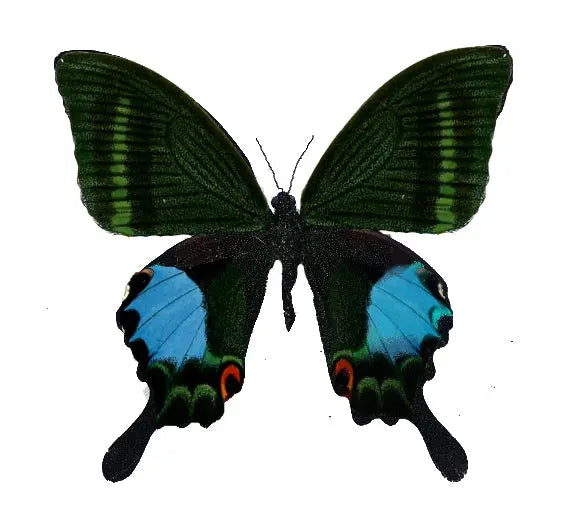 Papilio paris, Paris Peacock - Little Caterpillar Art Little Caterpillar Art Butterfly Specimens 