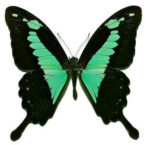 Papilio phorcas, Apple-Green Swallowtail - Little Caterpillar Art Little Caterpillar Art Butterfly Specimens 