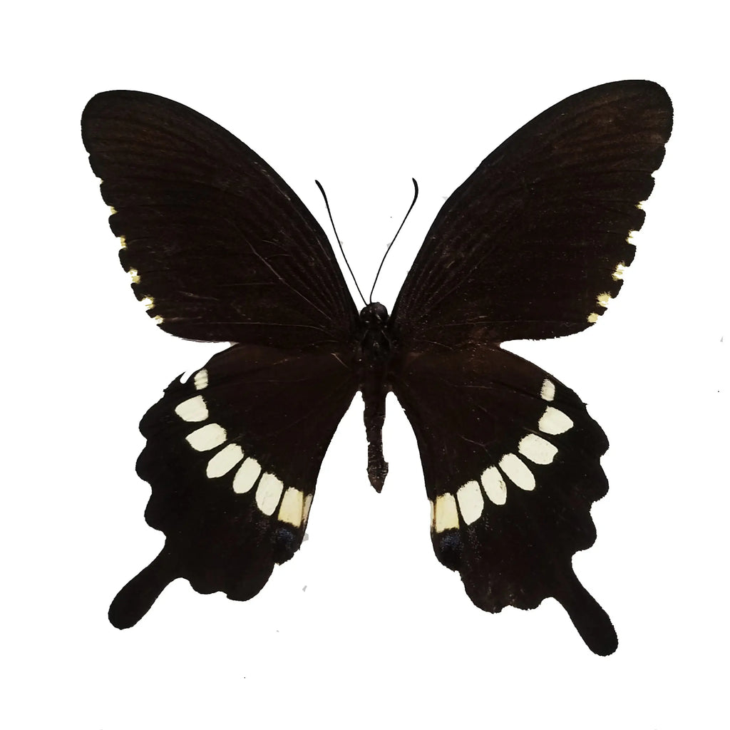 Papilio polytes polytes, Common Mormon - Little Caterpillar Art Little Caterpillar Art Butterfly Specimens 