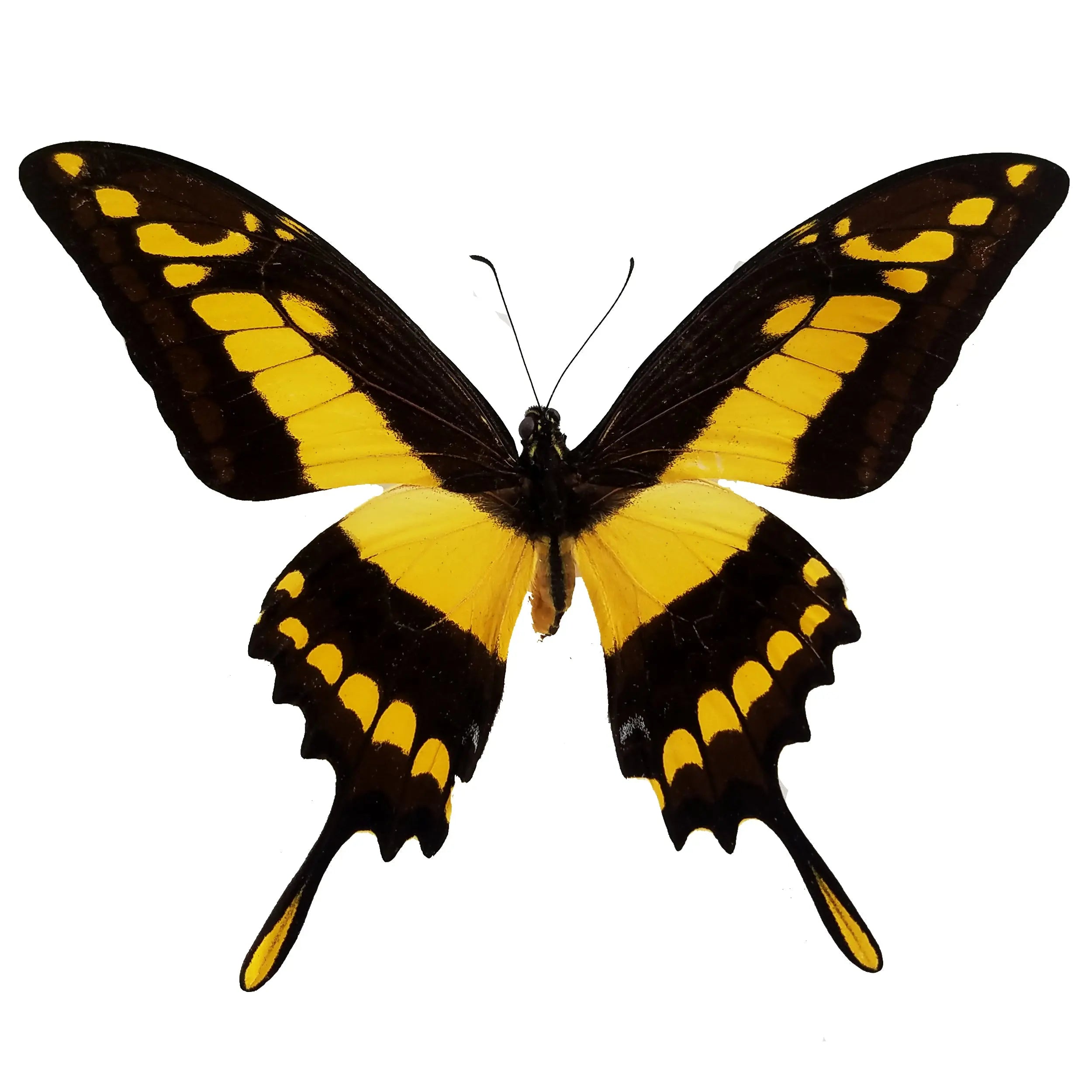 Papilio thoas, King Swallowtail - Little Caterpillar Art Little Caterpillar Art Butterfly Specimens 