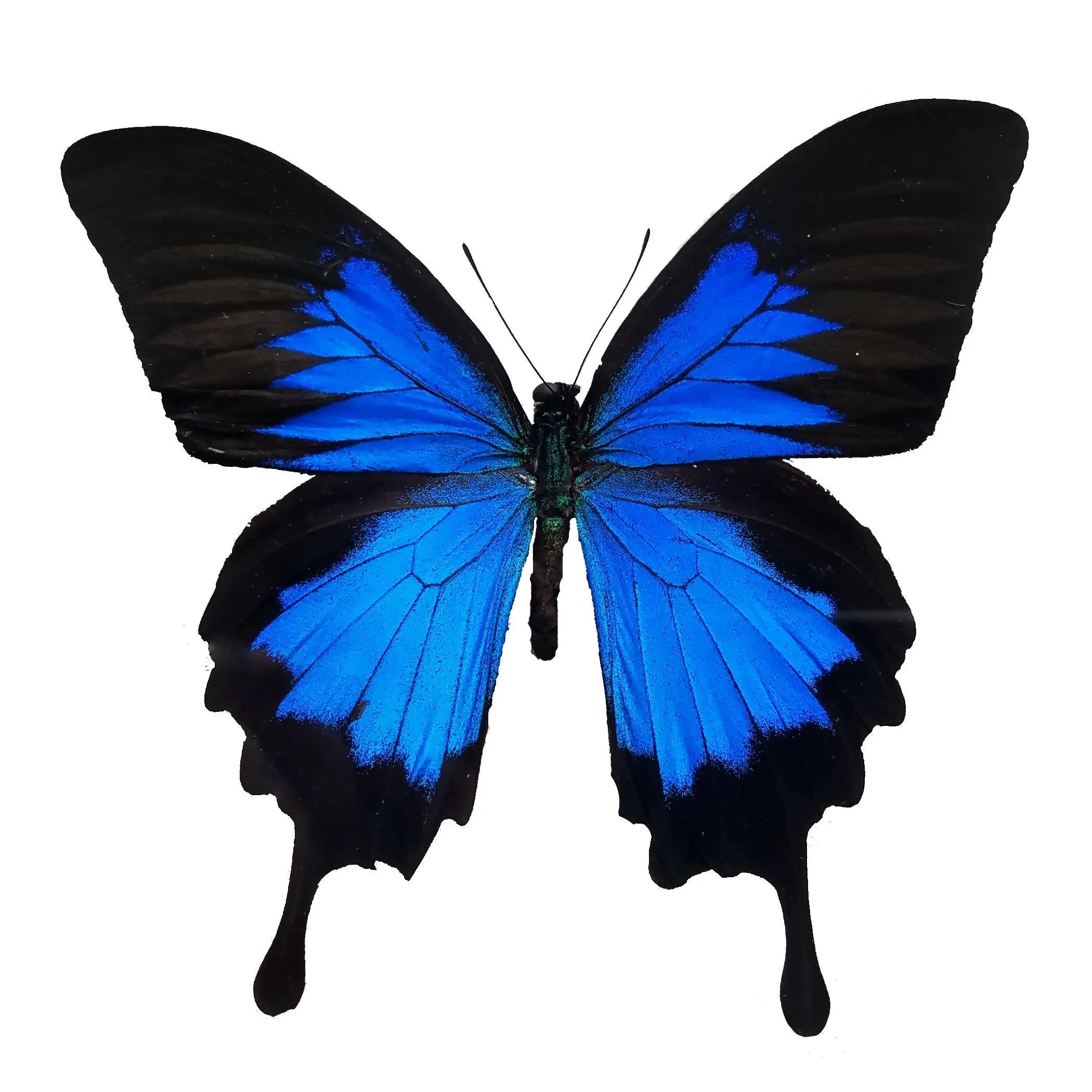 Papilio ulysses, Mountain Blue Swallowtail - Little Caterpillar Art Little Caterpillar Art Butterfly Specimens 