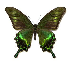 Papilio maackii, Alpine Black Swallowtail (Colorful Spring Form) - Little Caterpillar Art Little Caterpillar Art Butterfly Specimens 