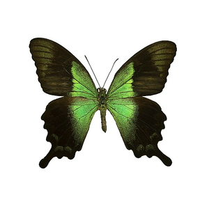 Papilio peranthus, Green Peacock Swallowtail Butterfly
