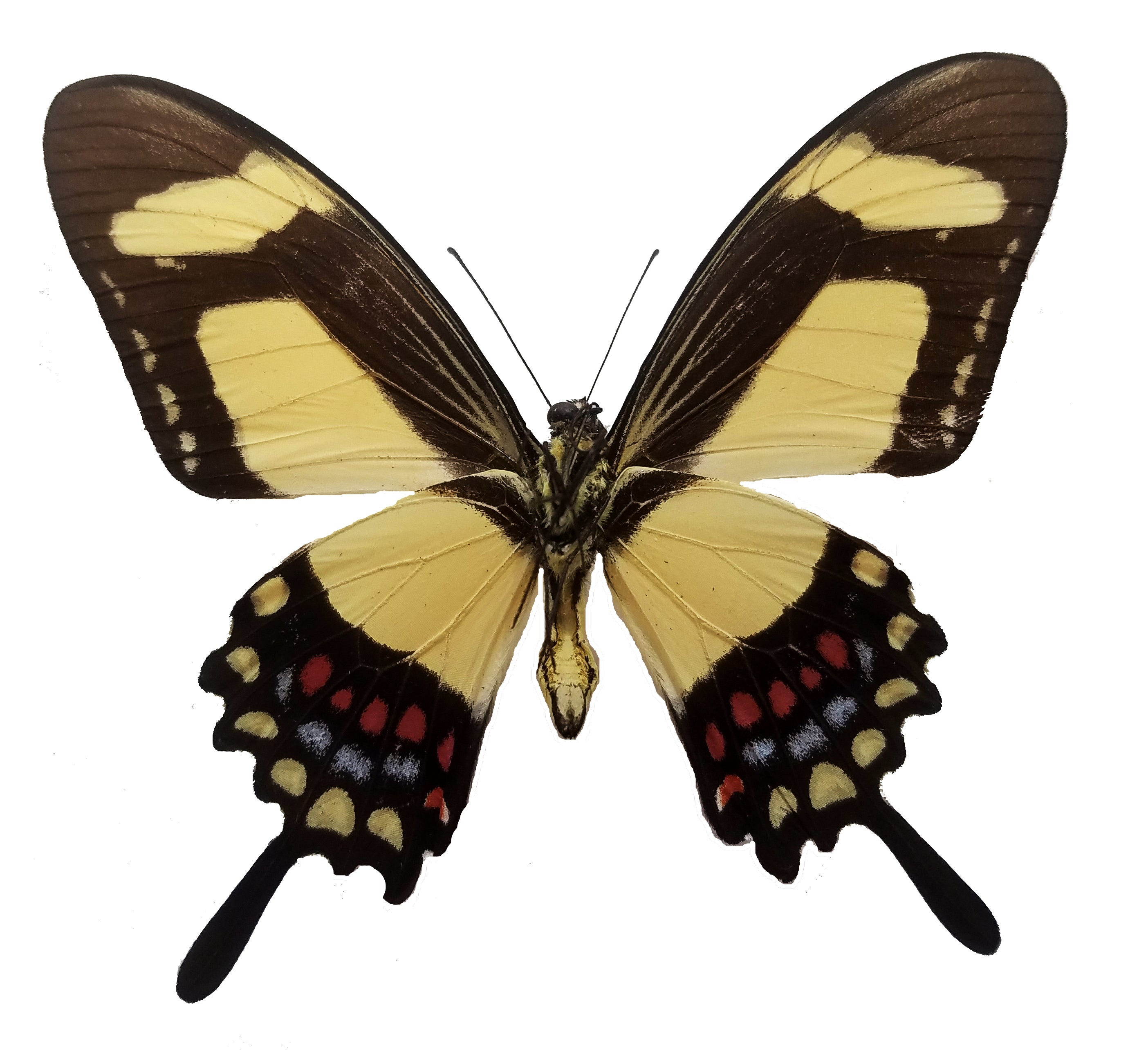 Papilio torquatus, Torquatus Swallowtail - Little Caterpillar Art Little Caterpillar Art Butterfly Specimens 