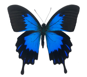 Papilio ulysses telegonus - Little Caterpillar Art Little Caterpillar Art Butterfly Specimens 