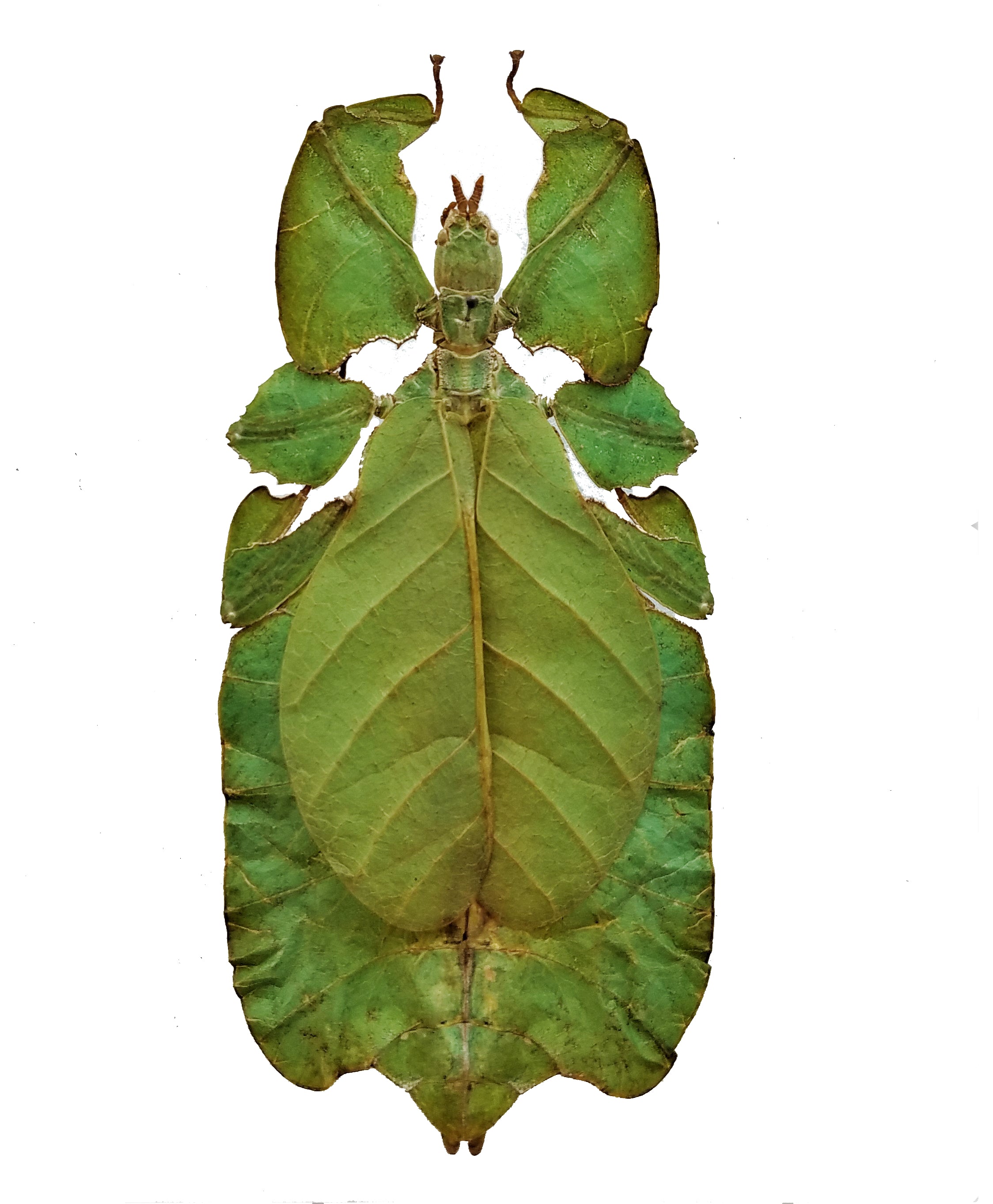 Phyllium pulchrifolium, leaf insect - Little Caterpillar Art Little Caterpillar Art  