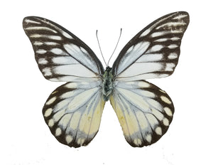Prioneris thestylis, the Spotted Sawtooth - Little Caterpillar Art Little Caterpillar Art Butterfly Specimens 