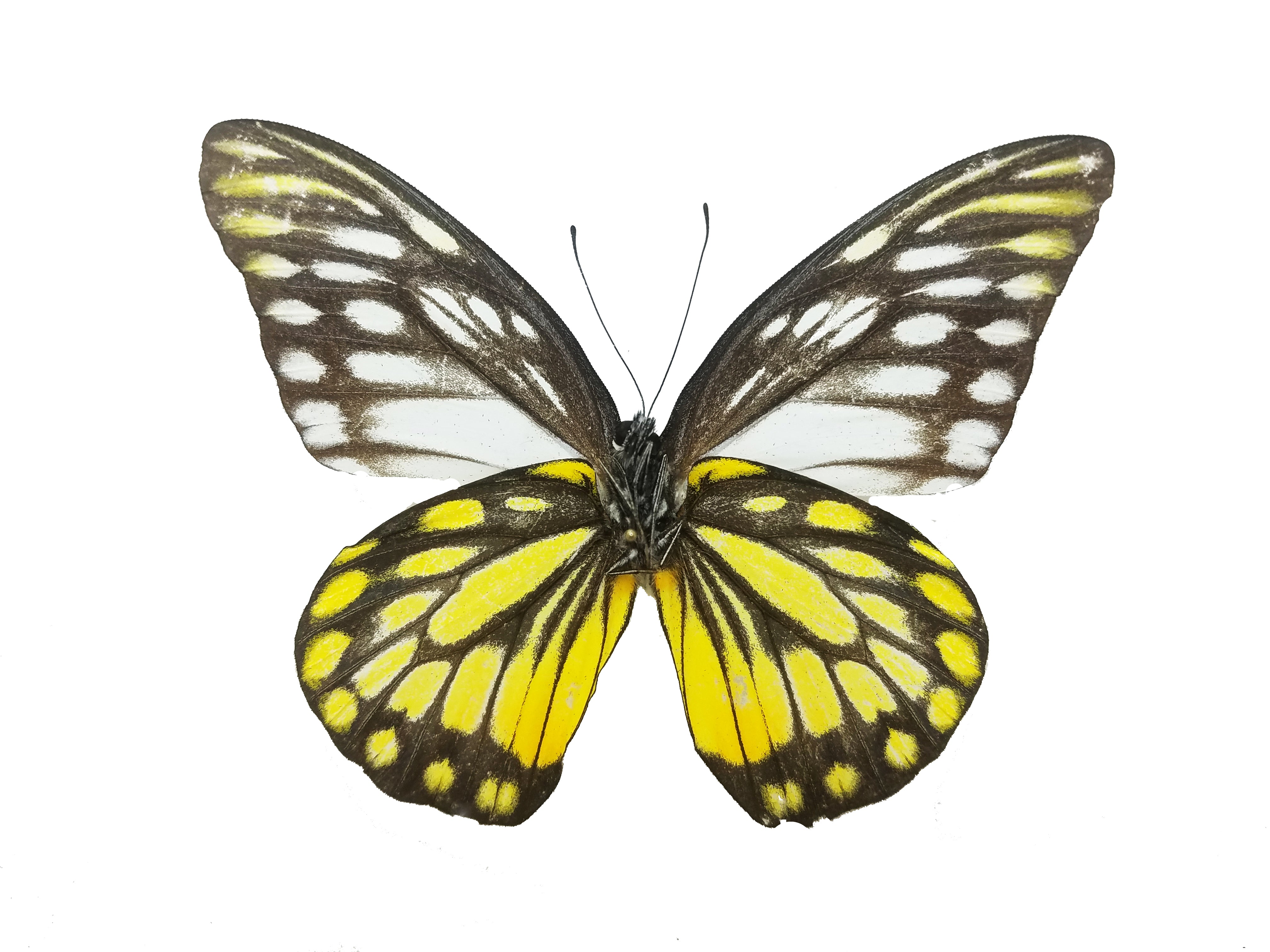 Prioneris thestylis, the Spotted Sawtooth - Little Caterpillar Art Little Caterpillar Art Butterfly Specimens 