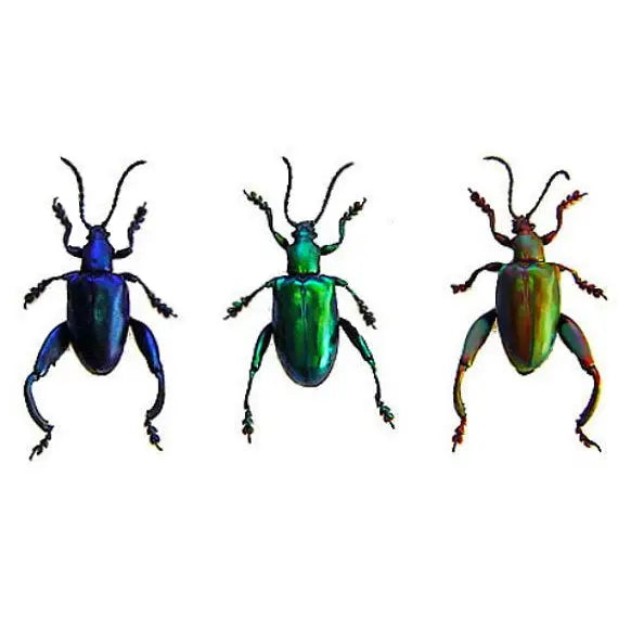REAL Sagra longicollis, Set of 3 Frog Leg Beetles - Little Caterpillar Art Little Caterpillar Art Insect Specimens 