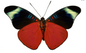 Panacea prola RED FLASHER Amazon Butterfly - Little Caterpillar Art Little Caterpillar Art  