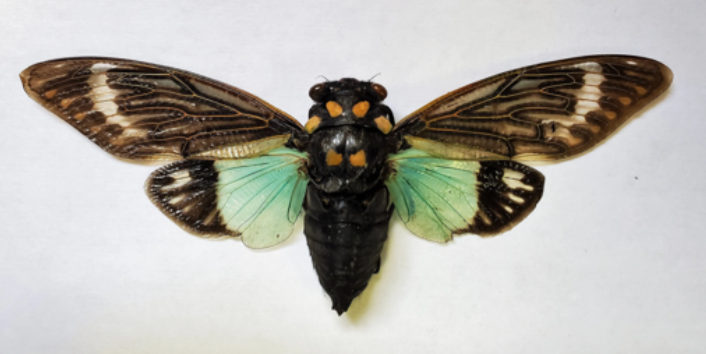 REAL Blue Cicada Tosena splendida SPREAD insect - Little Caterpillar Art Little Caterpillar Art  