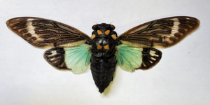 REAL Blue Cicada Tosena splendida SPREAD insect - Little Caterpillar Art Little Caterpillar Art  