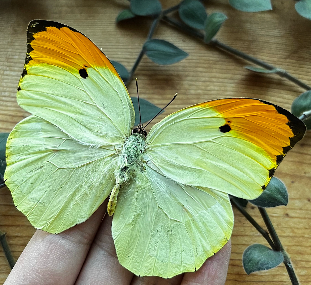 Anteos menippe SPREAD and FRAMED butterfly