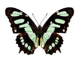 Siproeta stelenes, Malachite Butterfly - Little Caterpillar Art Little Caterpillar Art Butterfly Specimens 