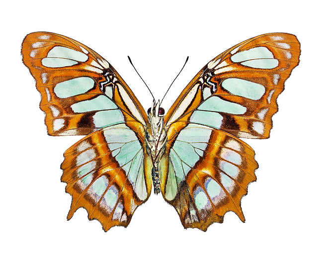 Siproeta stelenes, Malachite Butterfly - Little Caterpillar Art Little Caterpillar Art Butterfly Specimens 