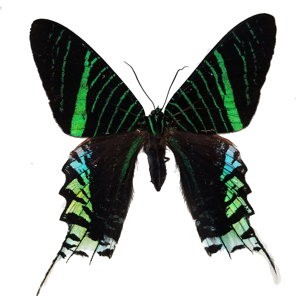 Urania leilus, Dayflying Moth Spread or unspread - Little Caterpillar Art Little Caterpillar Art Butterfly Specimens 