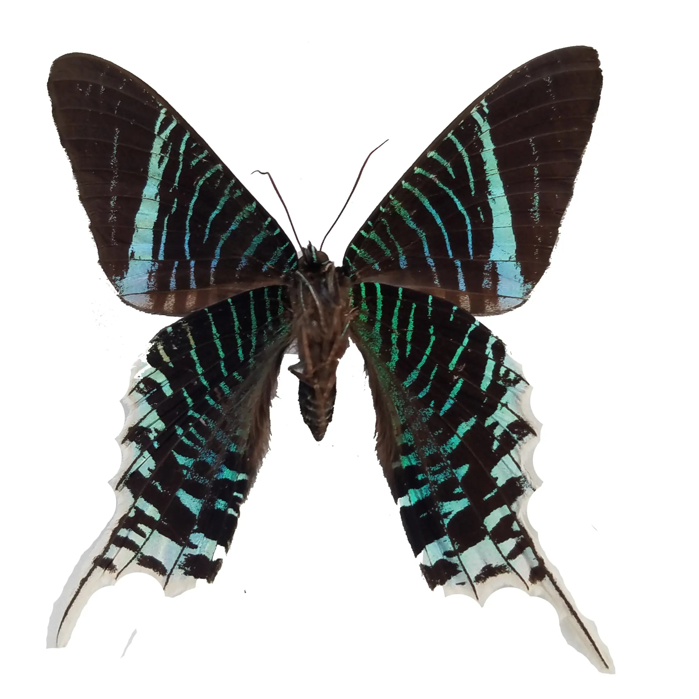 Urania leilus, Dayflying Moth Spread or unspread - Little Caterpillar Art Little Caterpillar Art Butterfly Specimens 