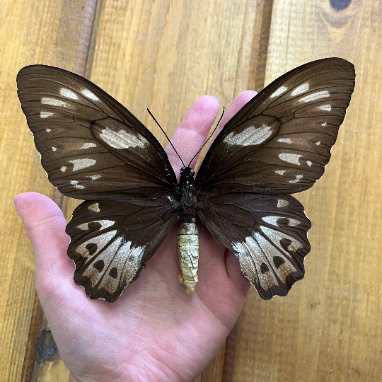 HUGE BUTTERFLY! Ornithoptera priamus poseidon female birdwing